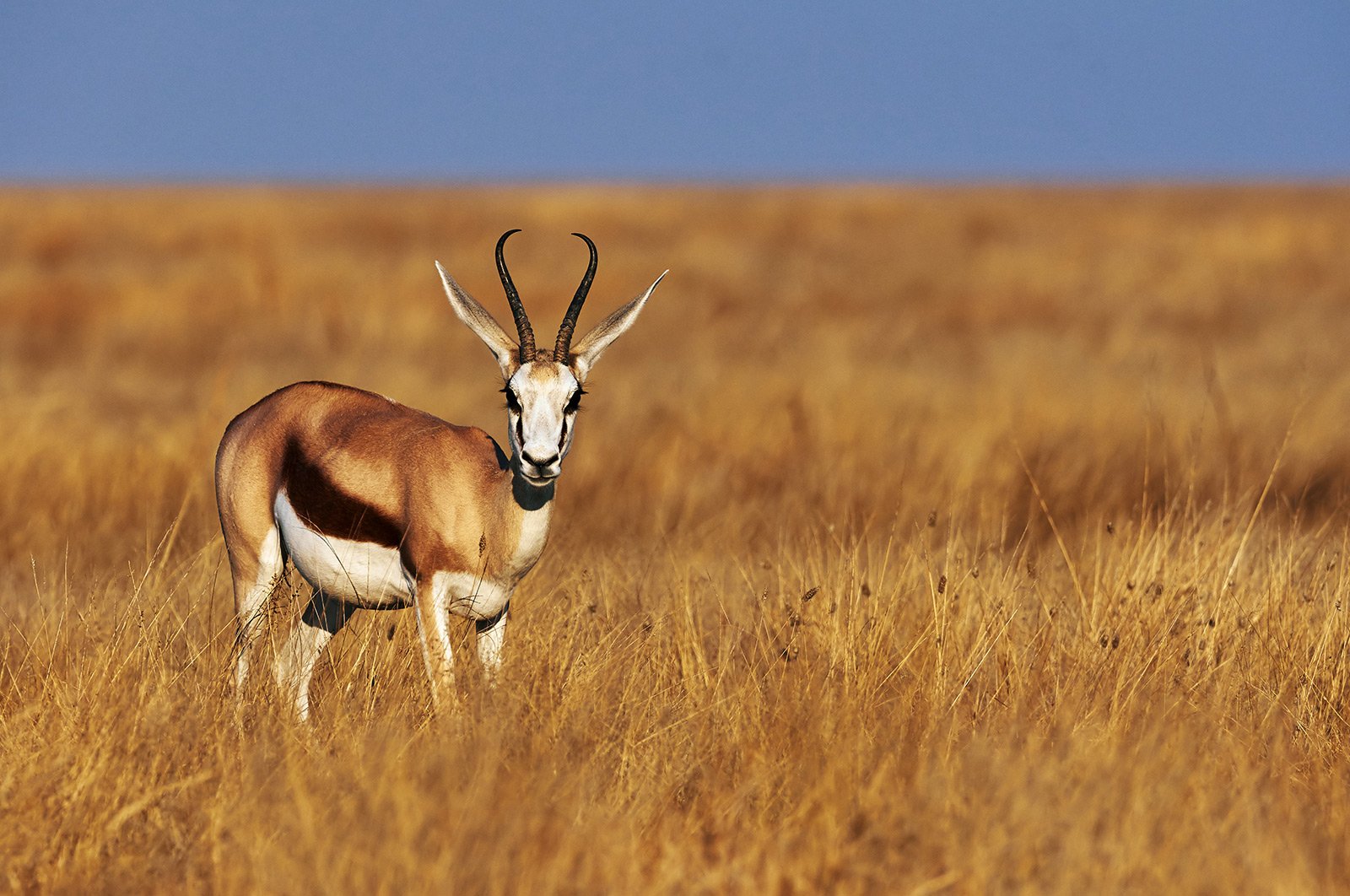 What Does The Springbok Symbolism In South Africa