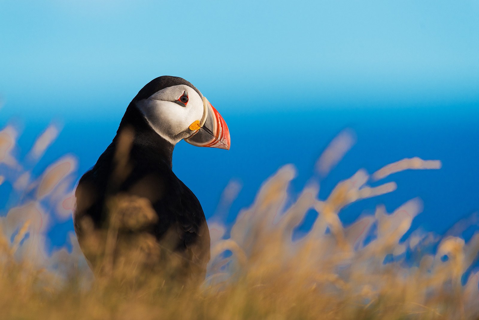 How to see Atlantic puffins in their habitat in Reykjavik