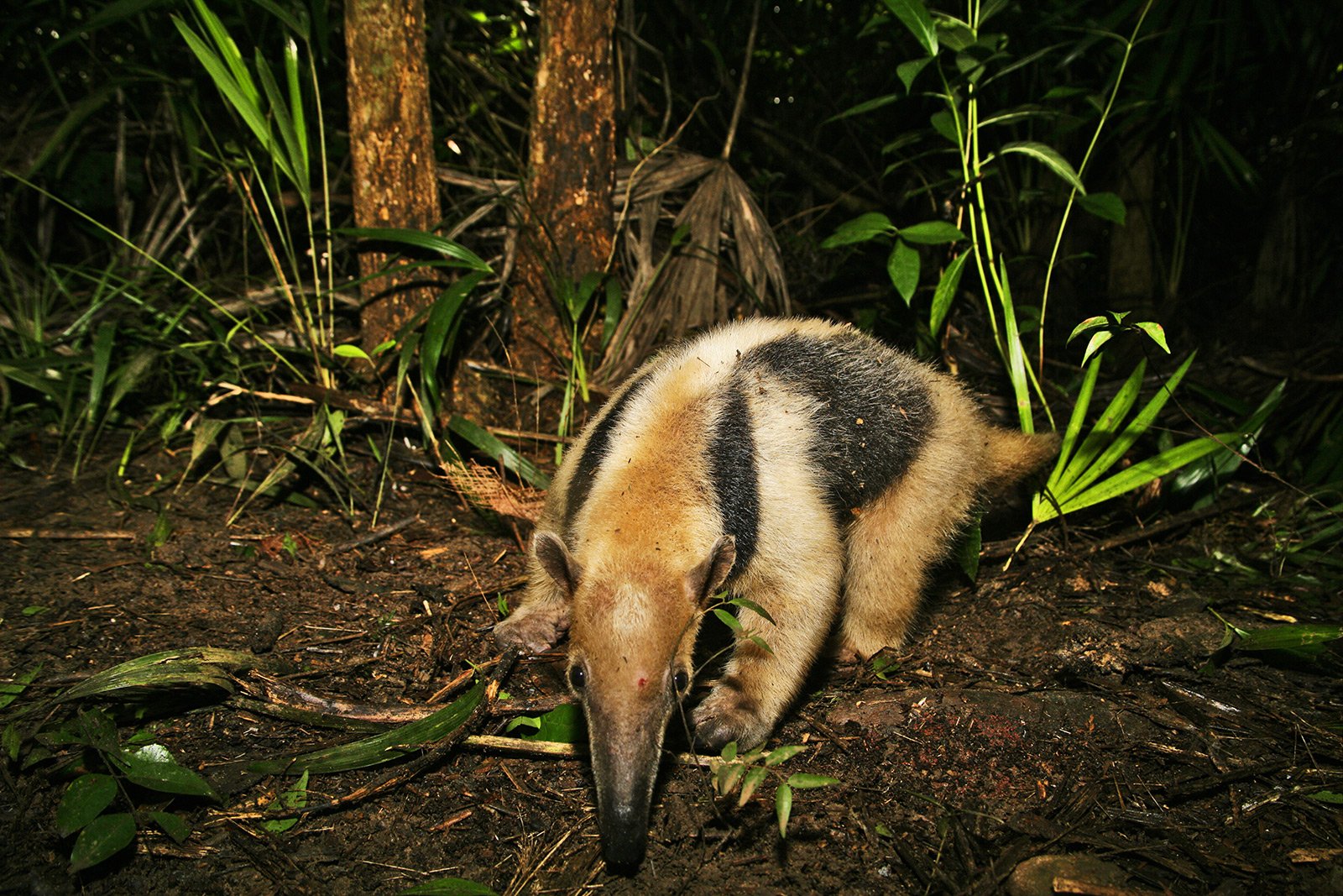 How to see a tamandua in Cancun