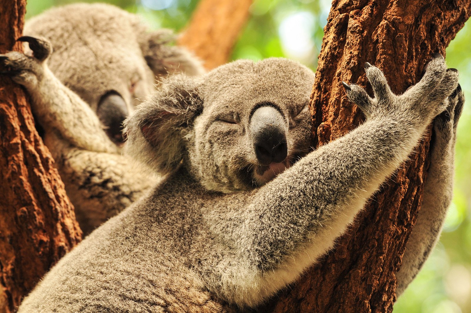 How to see koalas in Sydney
