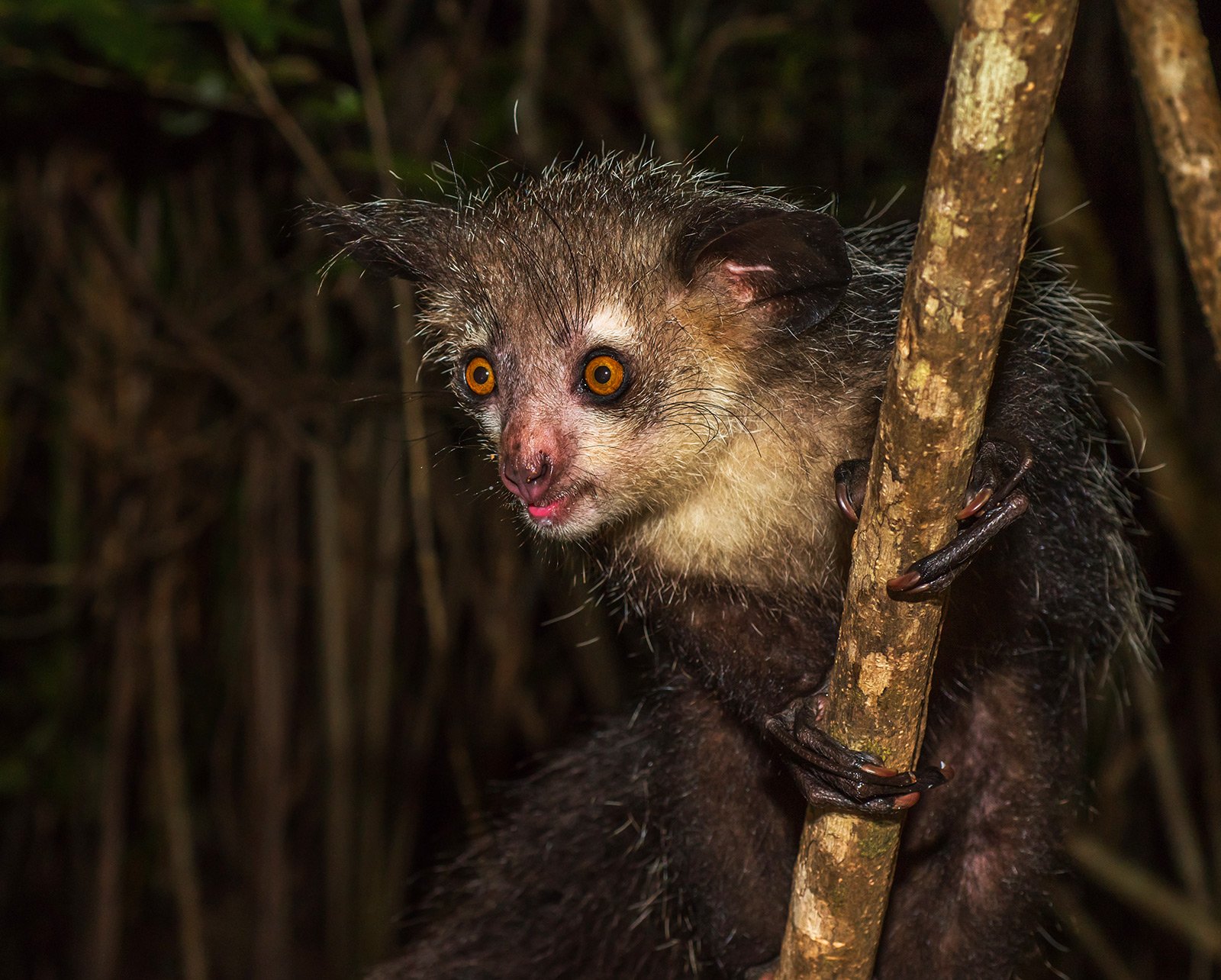 How to see the aye-aye in Antananarivo