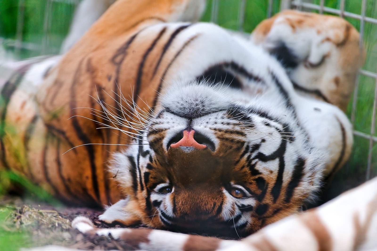How to see a Bengal tiger in Dubai