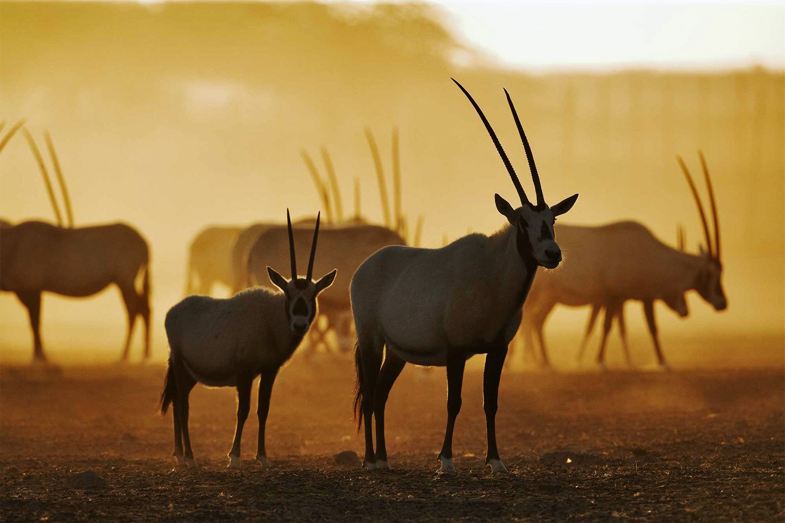 How to take safari on Sir Bani Yas in Abu Dhabi