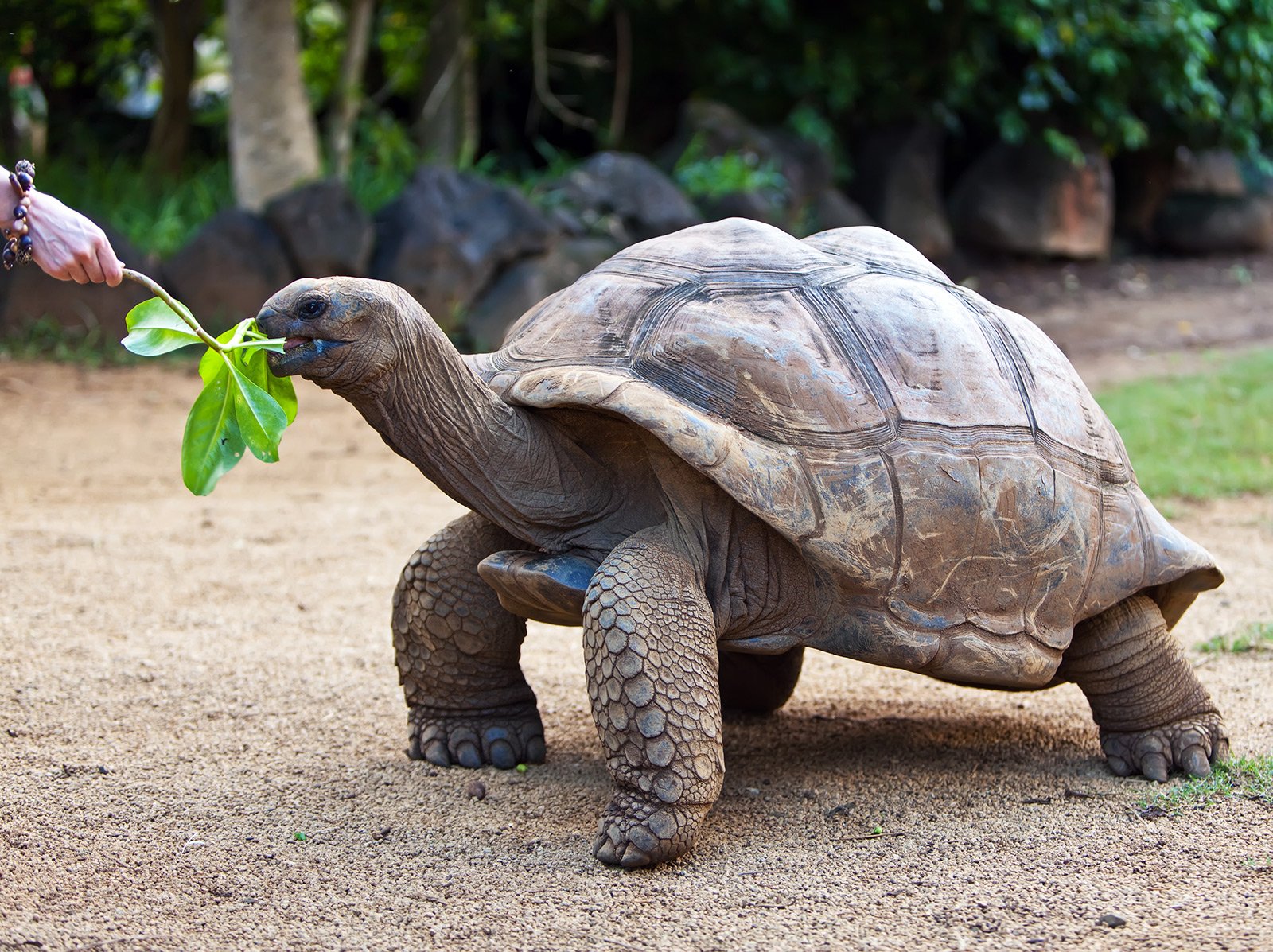 How to feed giant hundred-year-old turtles in Port Louis