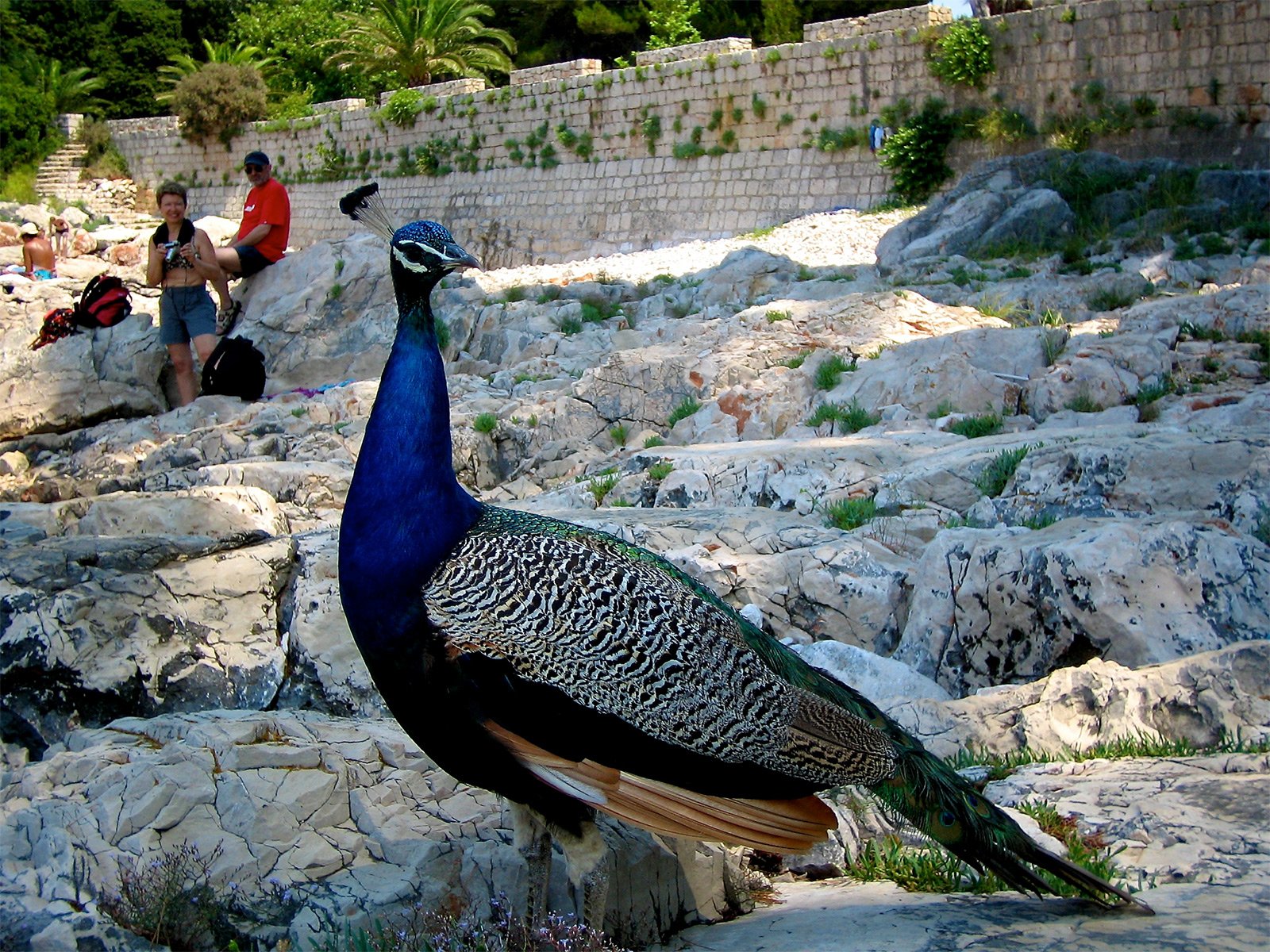 How to feed peacocks near the Dead Sea lake in Dubrovnik