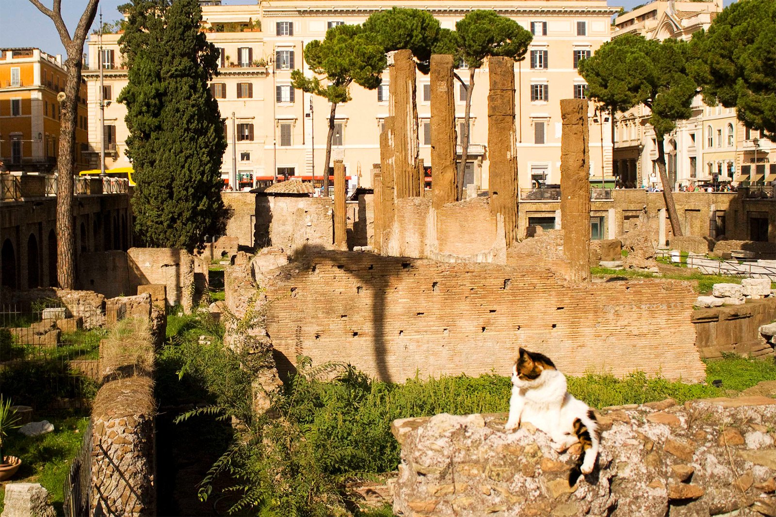 How to feed the cats in the ruins of Largo di Torre Argentina in Rome