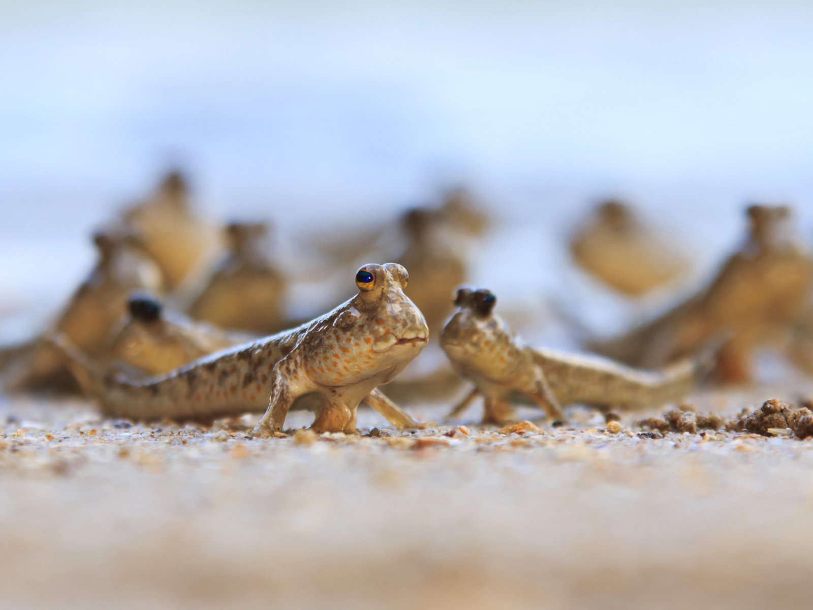 How to see a mudskipper in Phuket