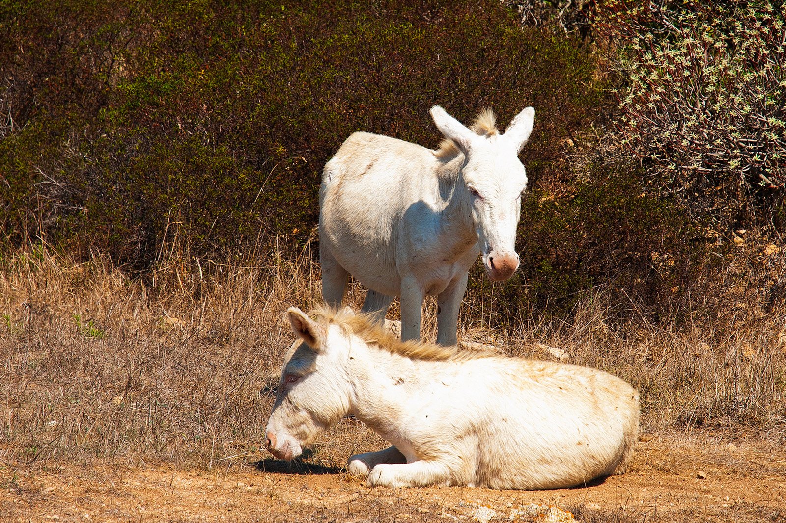 How to see albino donkeys on Sardinia