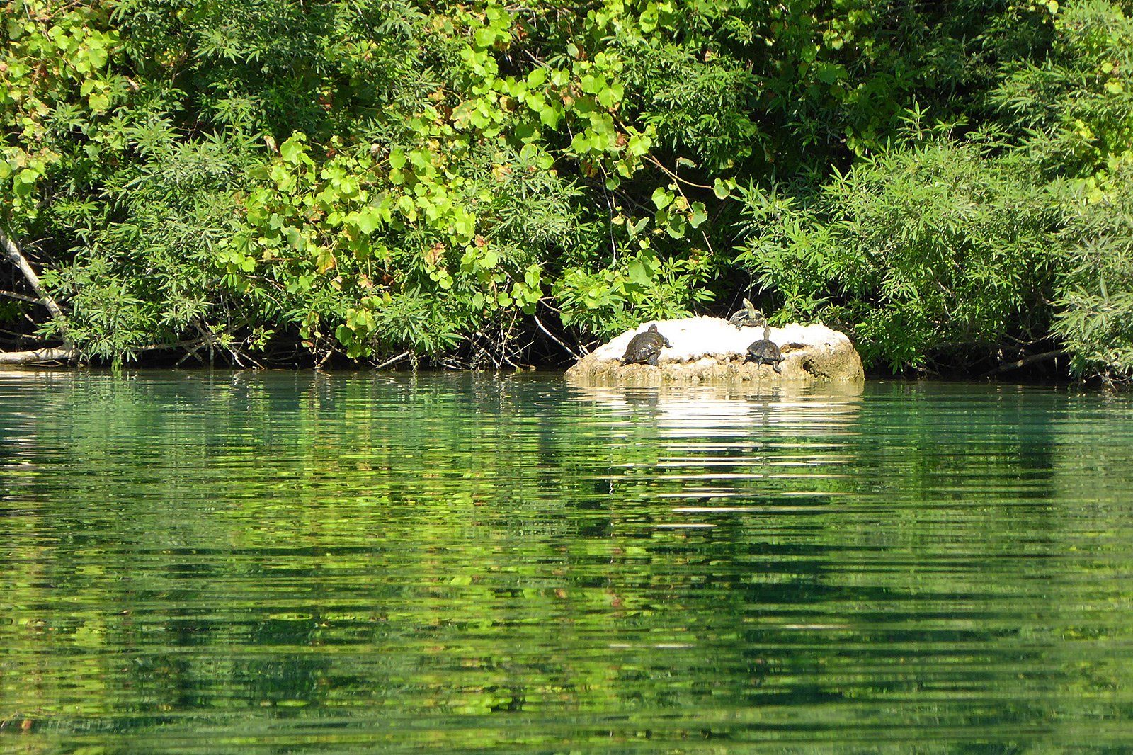 How to see pond sliders on Crete