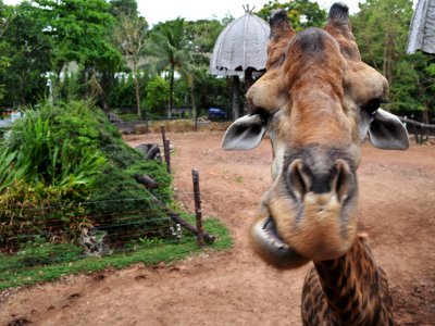 Feed a giraffe in Bangkok