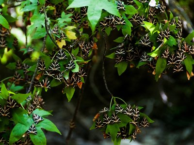 See Valley of the Butterflies on Rhodes