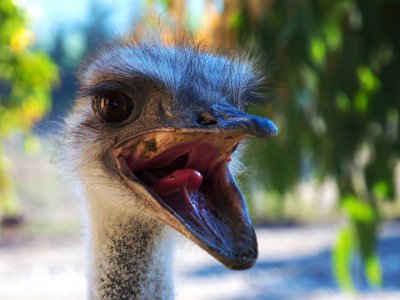 Take selfie with ostrich on Rhodes