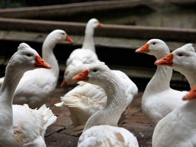 Count geese in the courtyard of the cathedral in Barcelona