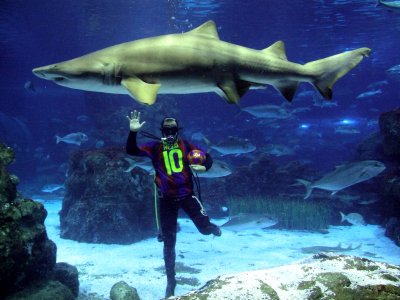 Dive with sharks in Barcelona