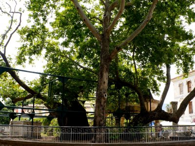 Seat ander the legendary Tree of Hippocrates on Kos