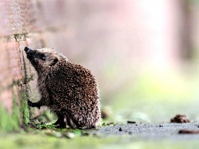 Find a hedgehog in Kiev