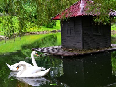 Feed swans in Stryiskyi park in Lviv
