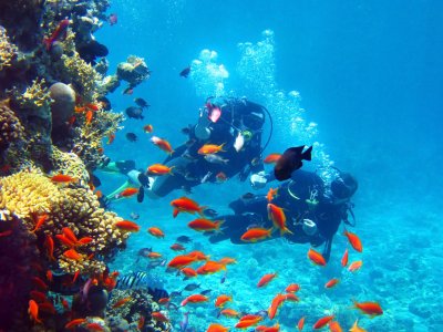 Dive with fishes in Skinaria on Crete