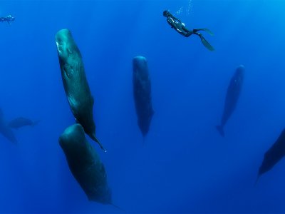 See sleeping cachalots in Kaikoura