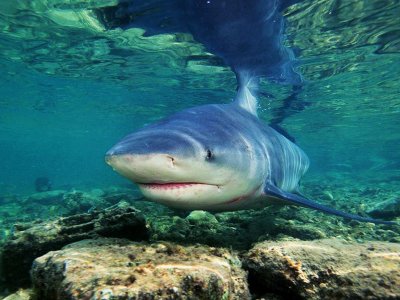 Feed freshwater sharks in lake Nicaragua in Granada