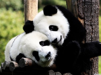 Hug a panda in Chengdu