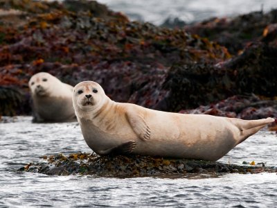 Watch seals in Reykjavik