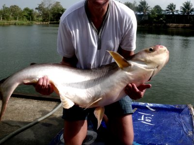 Go fishing for huge catfish in Pattaya