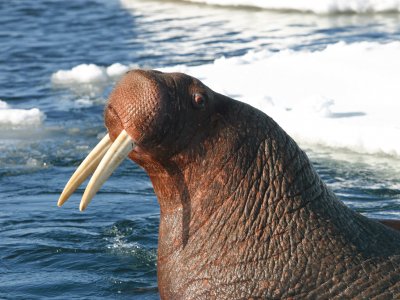 Watch the walruses in North Slope