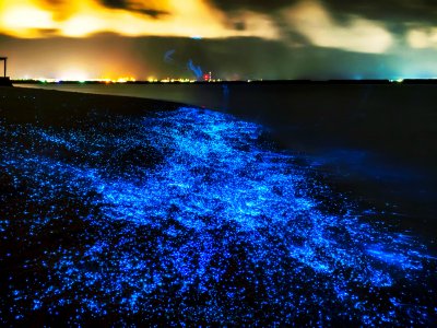 Watch firefly squids in Tokyo