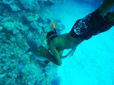 Snorkel with whitetip reef sharks in Trincomalee