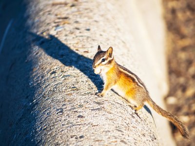 Feed chipmunks in Toronto