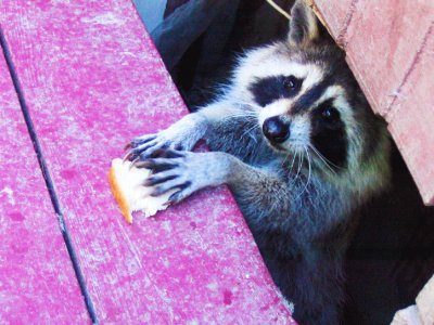 See racoons in Toronto