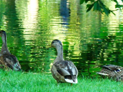 Feed ducks in the park of the Royal Palace in Oslo