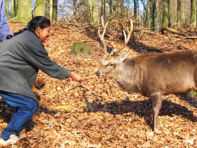 Feed deer of the Danish king in Copenhagen