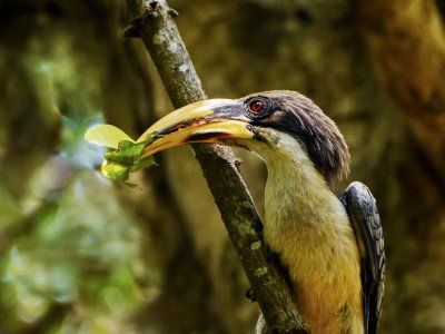 See a grey hornbill in Matara