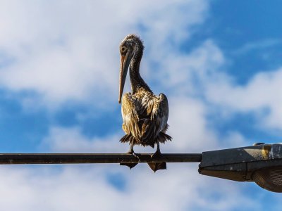 See pelicans sitting on lamp posts in Colombo