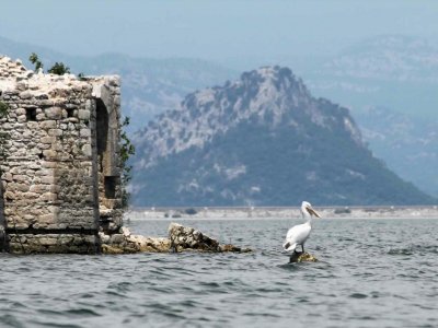 Watch pelicans in Bar