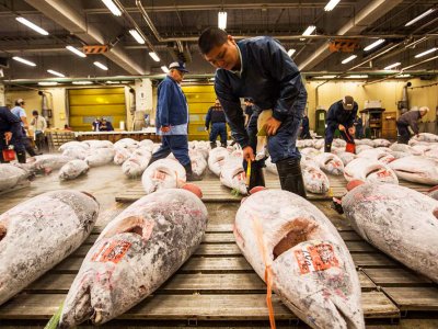 Visit tuna auction in Tokyo
