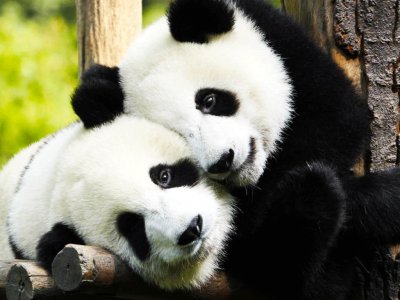 See pet pandas of Japan in Tokyo