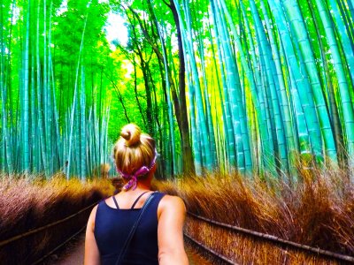 Take a stroll in a bamboo grove in Kioto