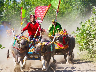 Watch buffalo races in Bali