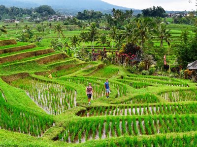 Walk around rice terraces in Bali