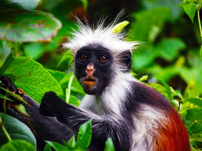 See red colobus monkey on Zanzibar