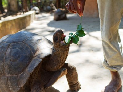 Feed giant tortoises on Zanzibar