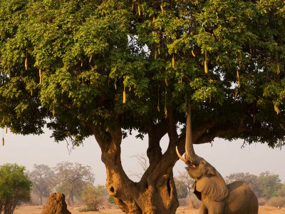 See a sausage tree in Arusha