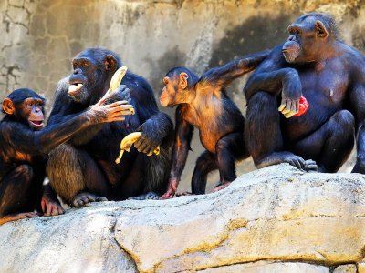 See the biggest in the world population of chimpanzees in Kigoma