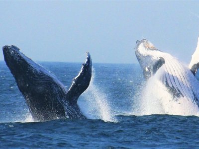 See humpback whale migration in Dar es Salaam