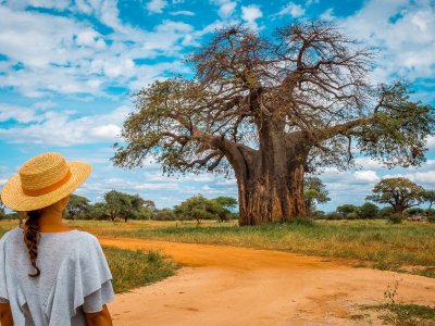 See gigantic baobabs in Arusha