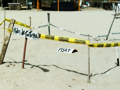 See turtles' nests on Margarita Island