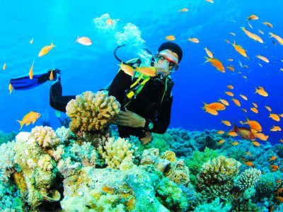 Go Los Roques coral reef diving in Caracas